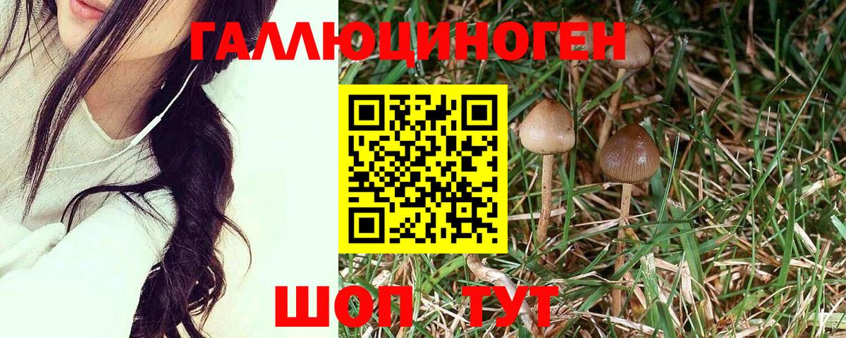 Псилоцибиновые грибы Psilocybe  как найти закладки  Бахчисарай 